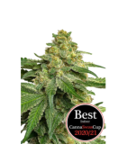 CBD seeds