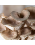 Mushroom growing supplies